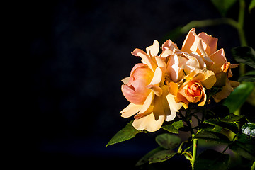 Image showing rose with black blurred background