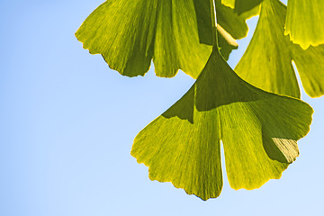 Image showing Ginkgo leaves at a tree