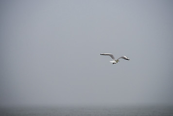 Image showing Seagull over the Baltic sea