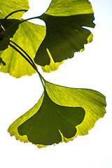 Image showing Ginkgo leaves at a tree
