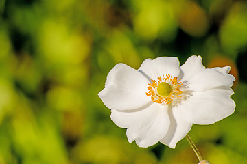 Image showing japanese anemone