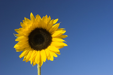 Image showing Sunflower