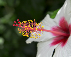 Image showing Nectar flower