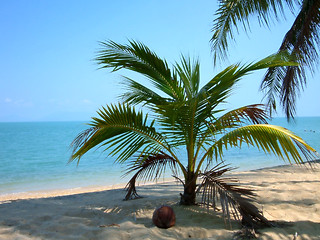 Image showing Palm-beach