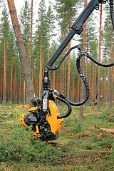 Image showing Ponsse Harvester Head H6 Cuts a Pine Tree