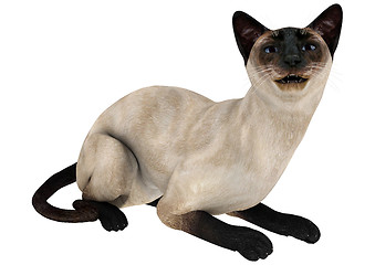 Image showing Siamese Cat