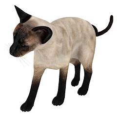 Image showing Siamese Cat