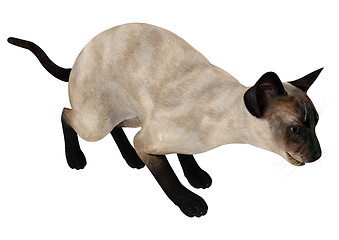 Image showing Siamese Cat