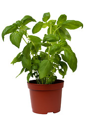 Image showing Basil herb on white