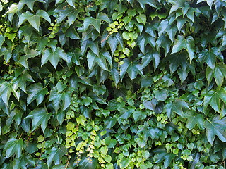 Image showing Green ivy background