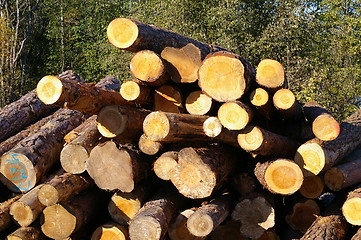 Image showing Lumber