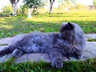 Image showing nice Persian cat laying on the path
