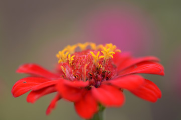 Image showing red little flowers