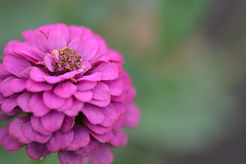 Image showing Closeup on red flower background