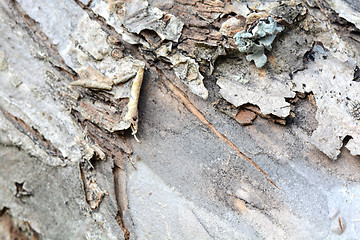 Image showing cracked wood board