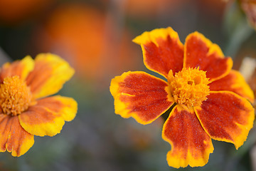 Image showing Close up of orange flower