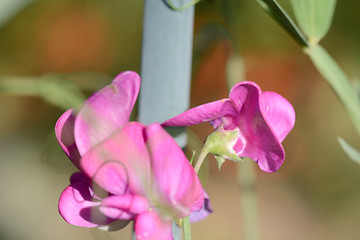 Image showing Pink flower, macro on flower, beautiful abstract background