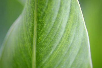 Image showing Macro photo of leaf green and fresh