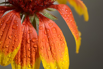 Image showing very beautiful bright orange flower in macro