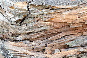 Image showing Wooden texture