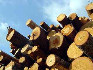 Image showing Wood pile