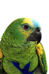 Image showing head of green exotic bird 