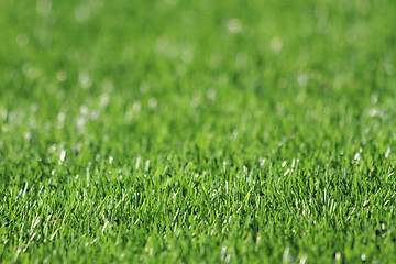 Image showing green grass soccer background