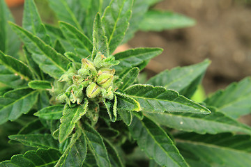Image showing detail of marijuana plant 