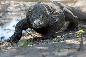 Image showing Komodo Dragon