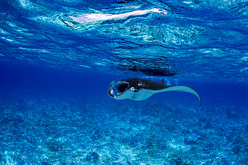 Image showing Manta Ray