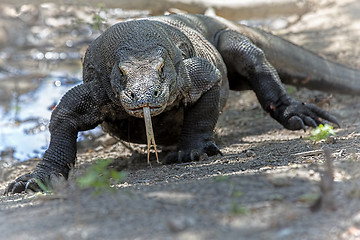 Image showing Komodo Dragon