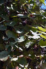 Image showing Fresh lush and juicy grapes ready for harvest