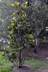 Image showing Young magnolia tree