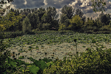 Image showing Lotus green area pond