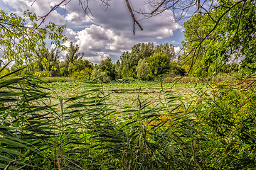 Image showing Lotus green area pond