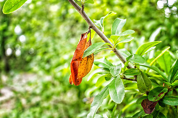 Image showing Orange and green leaves