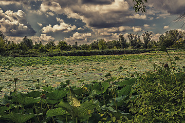 Image showing Lotus green area pond