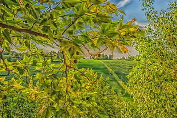 Image showing Weeds on green view