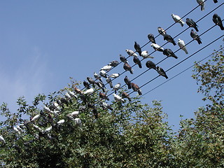 Image showing Birds on wires