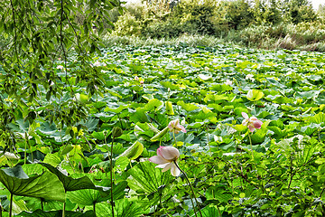 Image showing Lotus green area pond