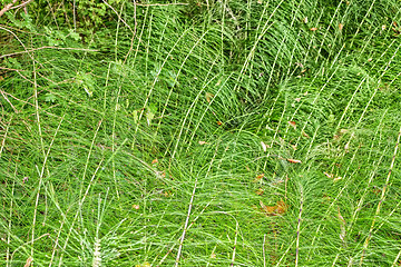 Image showing green weeds background