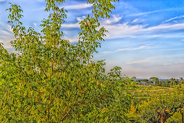 Image showing Weeds on green view