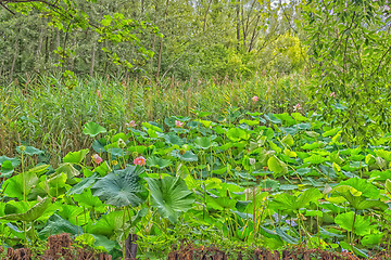 Image showing Lotus green area pond