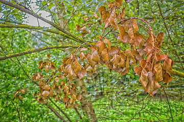 Image showing Dry leaves on Yellow lichen 