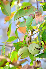 Image showing ripe walnut in opened shell