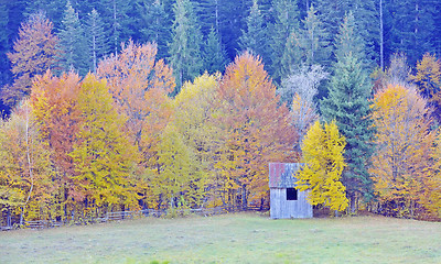 Image showing colors of autumn birch forest