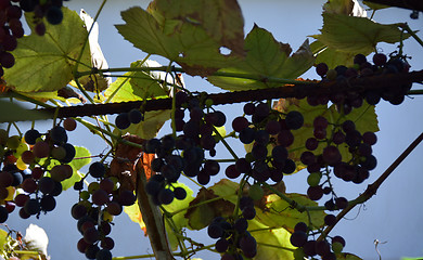 Image showing The rich and ripe grapes on the vine