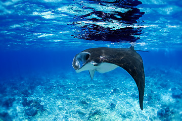 Image showing Manta Ray