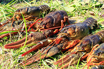 Image showing river cancers on the grass