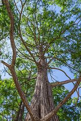 Image showing Bald cypress
